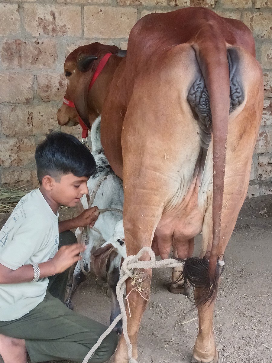 ગાય વેચવાની છે