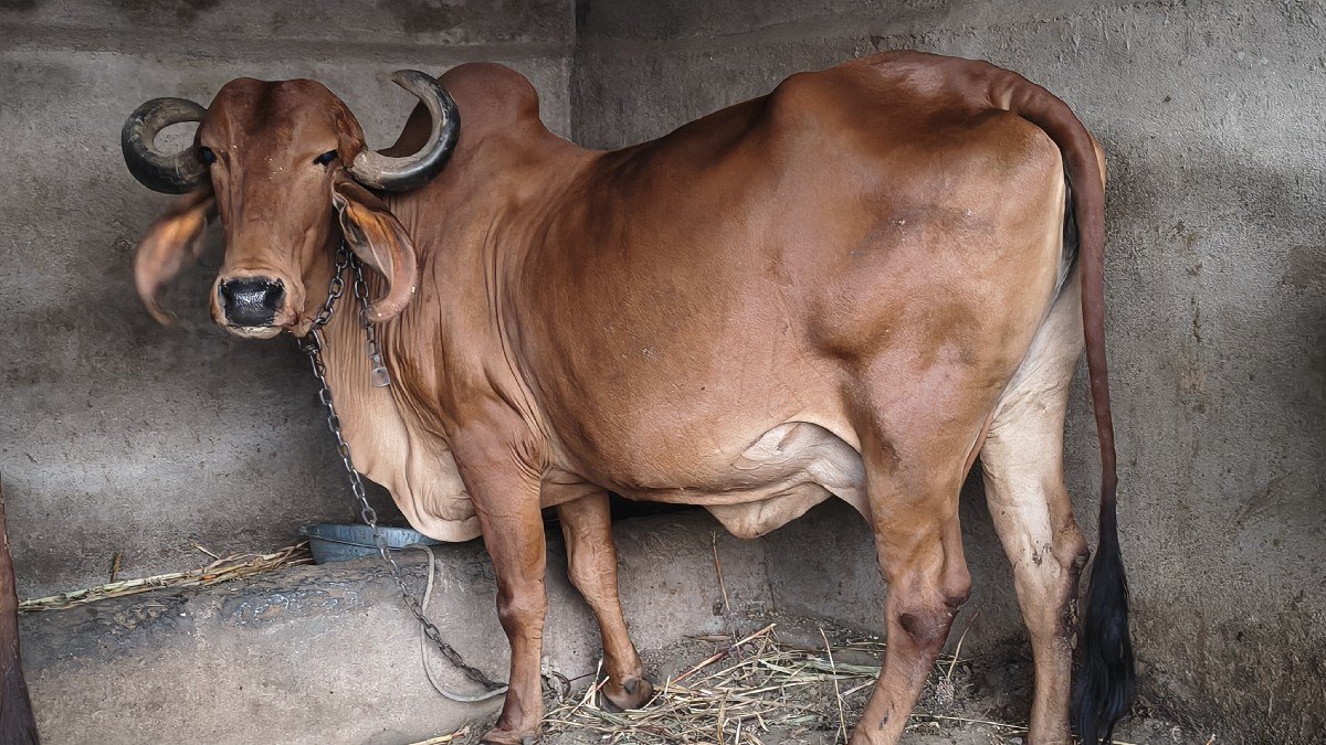 ગીર ગાયુ વેચવાની છે.