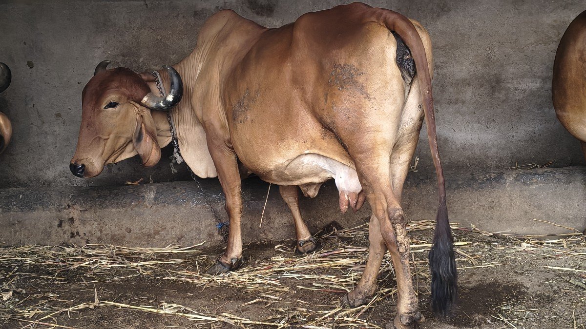 ગીર ગાયુ વેચવાની છે.