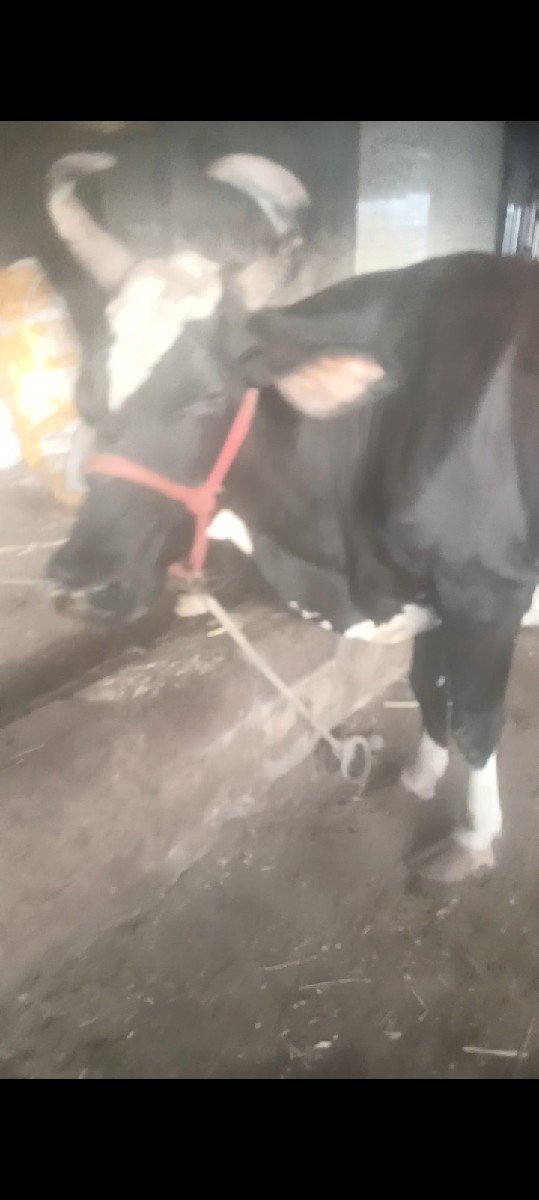 ગાય વેચવાની છે
