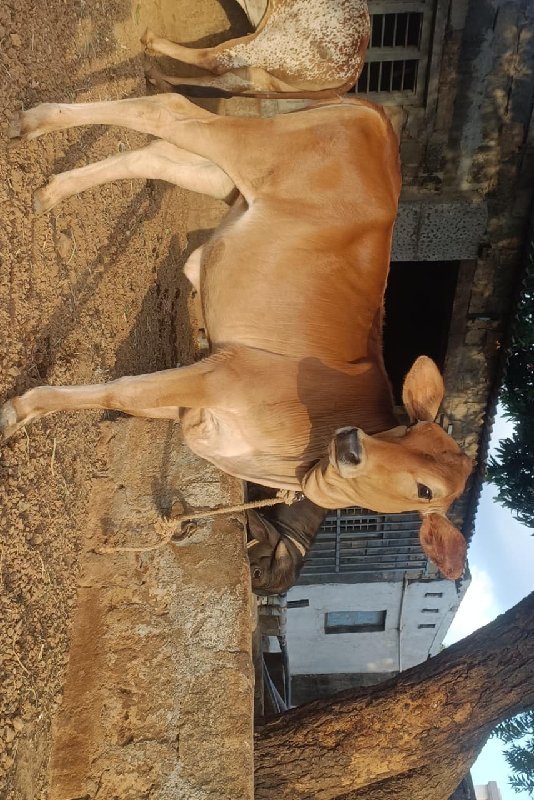 વાછડી વેચવાની છે