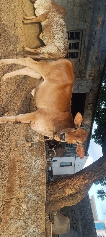 વાછડી વેચવાની છે