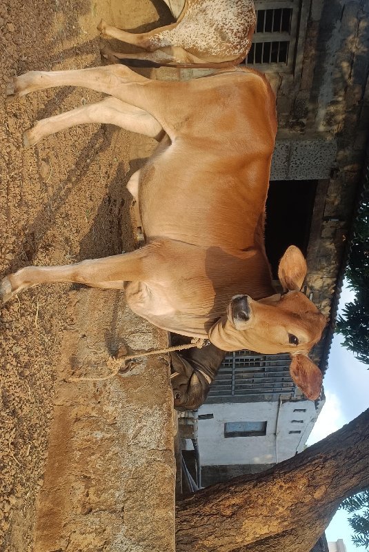 વાછડી વેચવાની છે