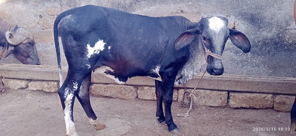 ગીર ક્રોસ હોડકી વેચવાની છે