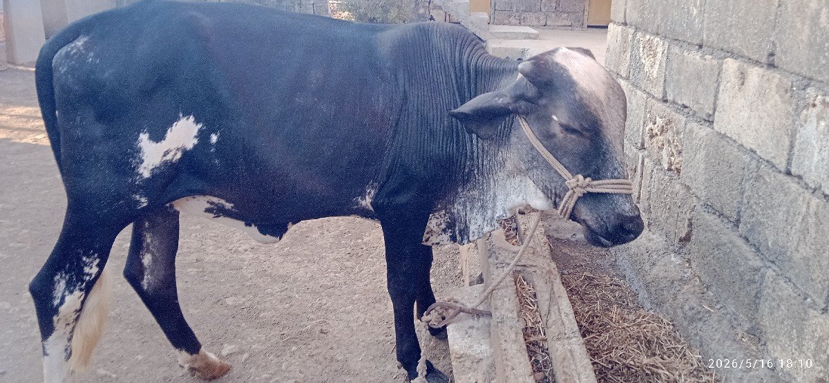 ગીર ક્રોસ હોડકી વેચવાની છે