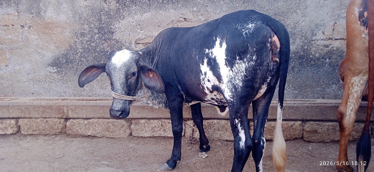 ગીર ક્રોસ હોડકી વેચવાની છે