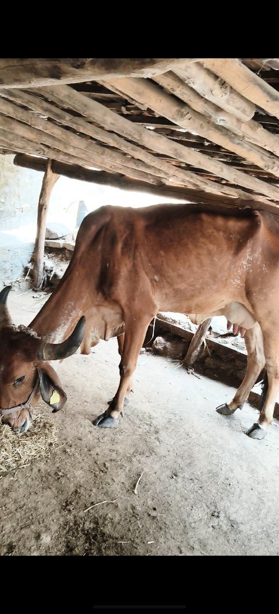 ત્રીજું વેતર ગીરગાય