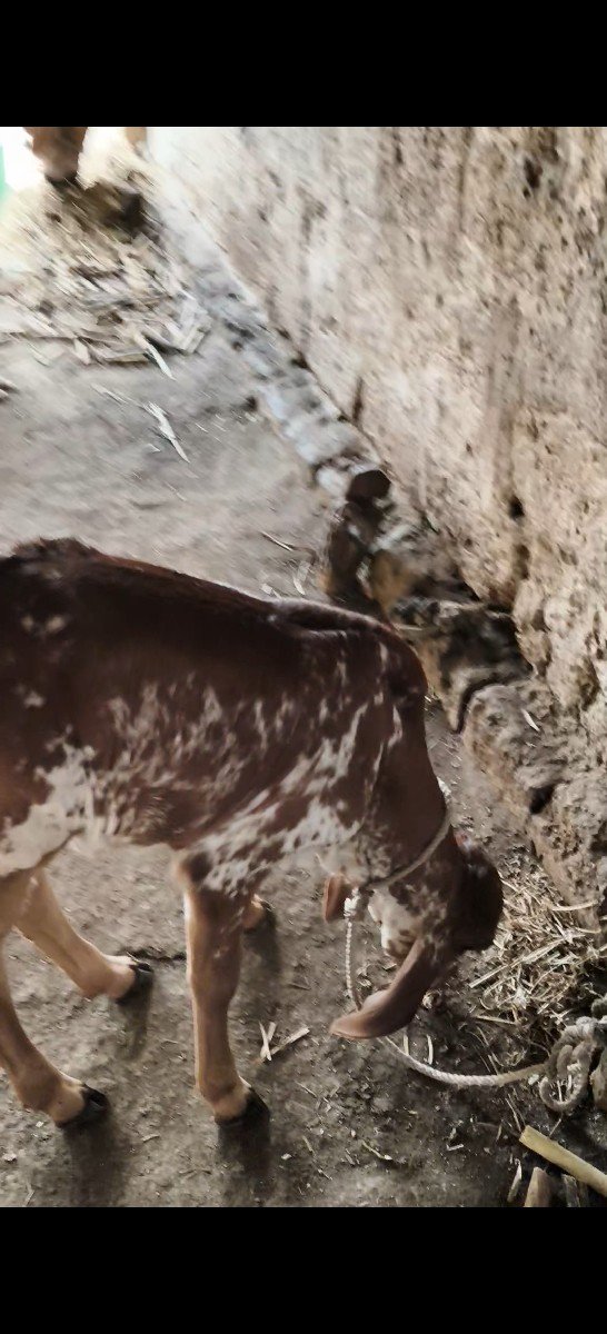 ત્રીજું વેતર ગીરગાય