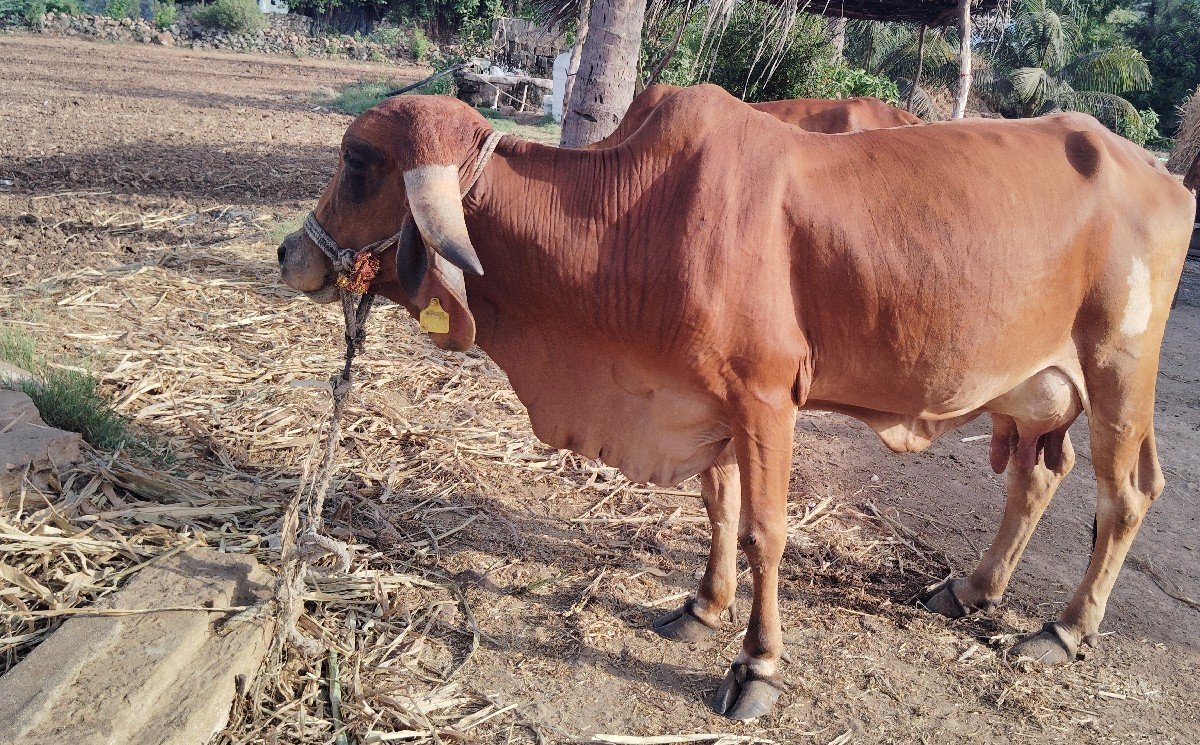 ગાય વેચવા ની છે