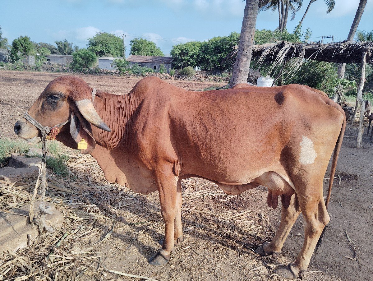 ગાય વેચવા ની છે