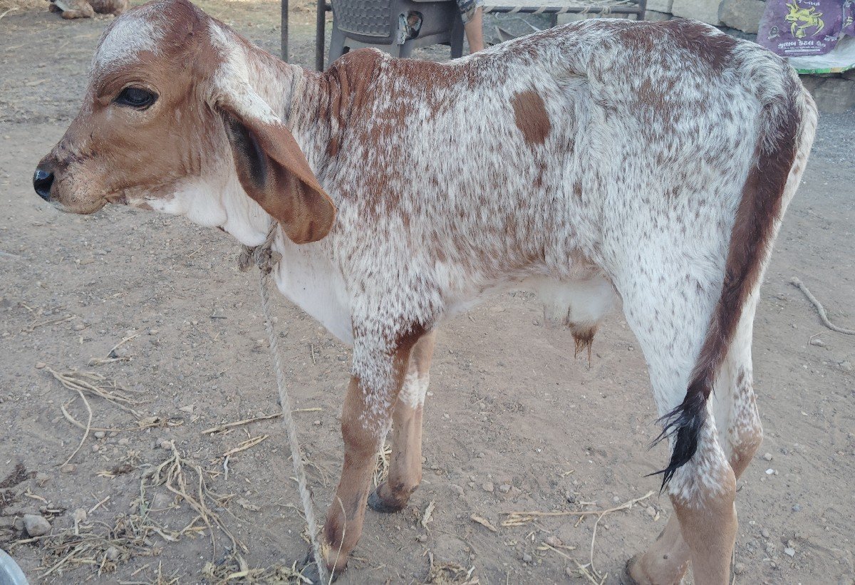 ગાય વેચવા ની છે