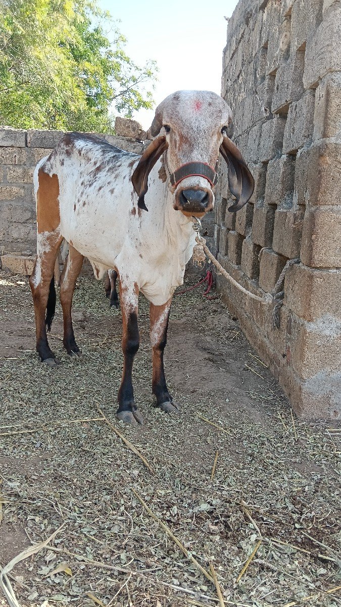ગાય વેચવાની છે