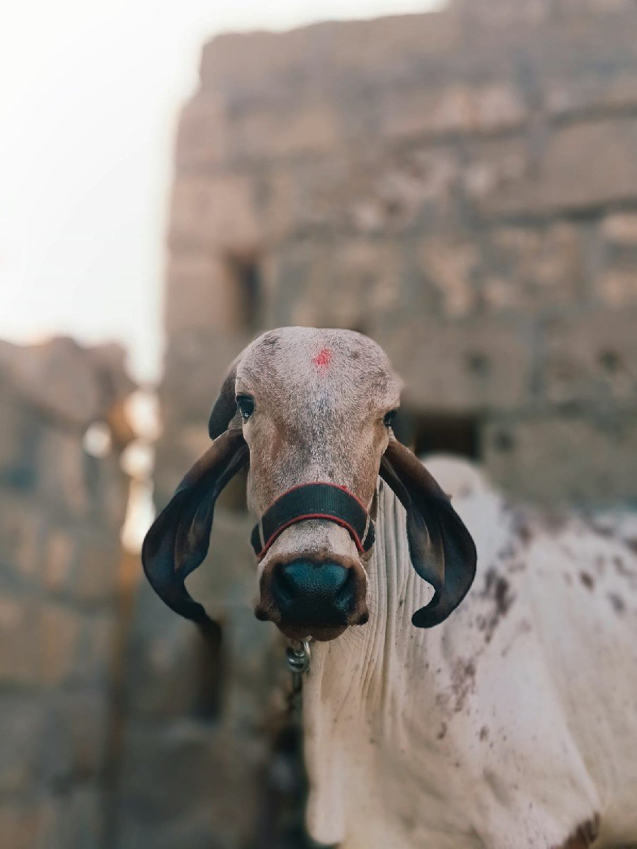 ગાય વેચવાની છે