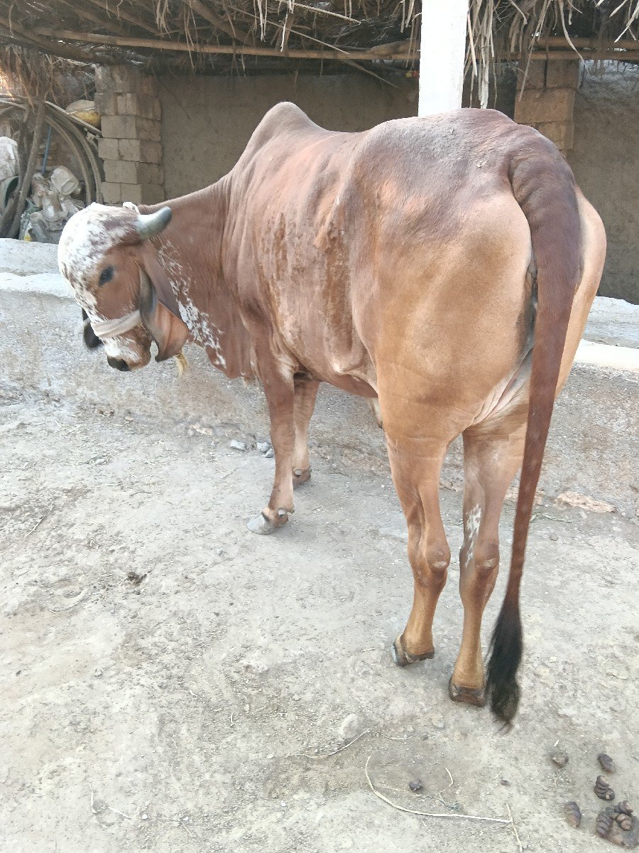 વેચવામાં