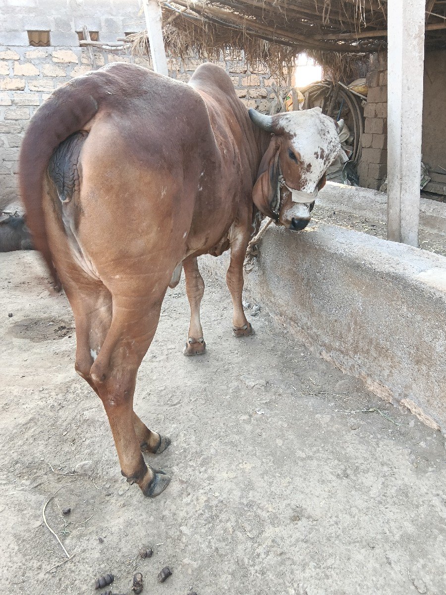 વેચવામાં