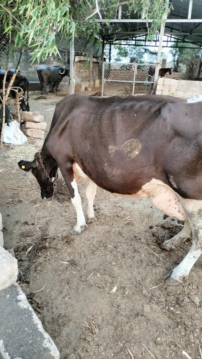 ગાય વેચવાની છે આગલા વેતર દસ બાર લિ