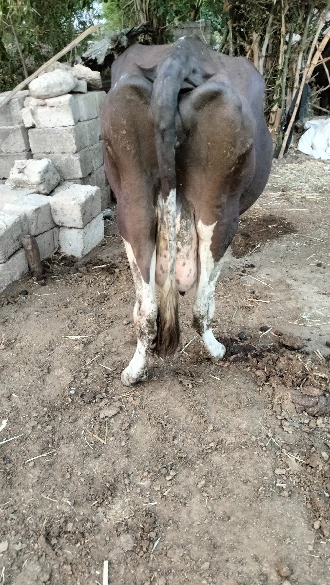 ગાય વેચવાની છે આગલા વેતર દસ બાર લિ