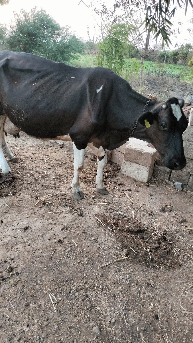 ગાય વેચવાની છે આગલા વેતર દસ બાર લિ