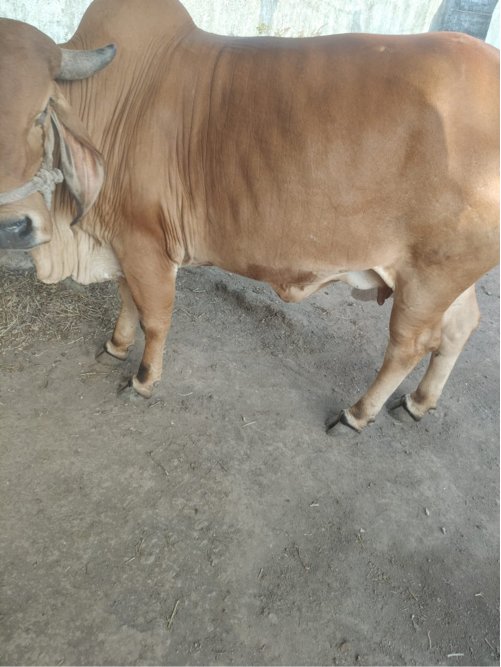 વેચવાની