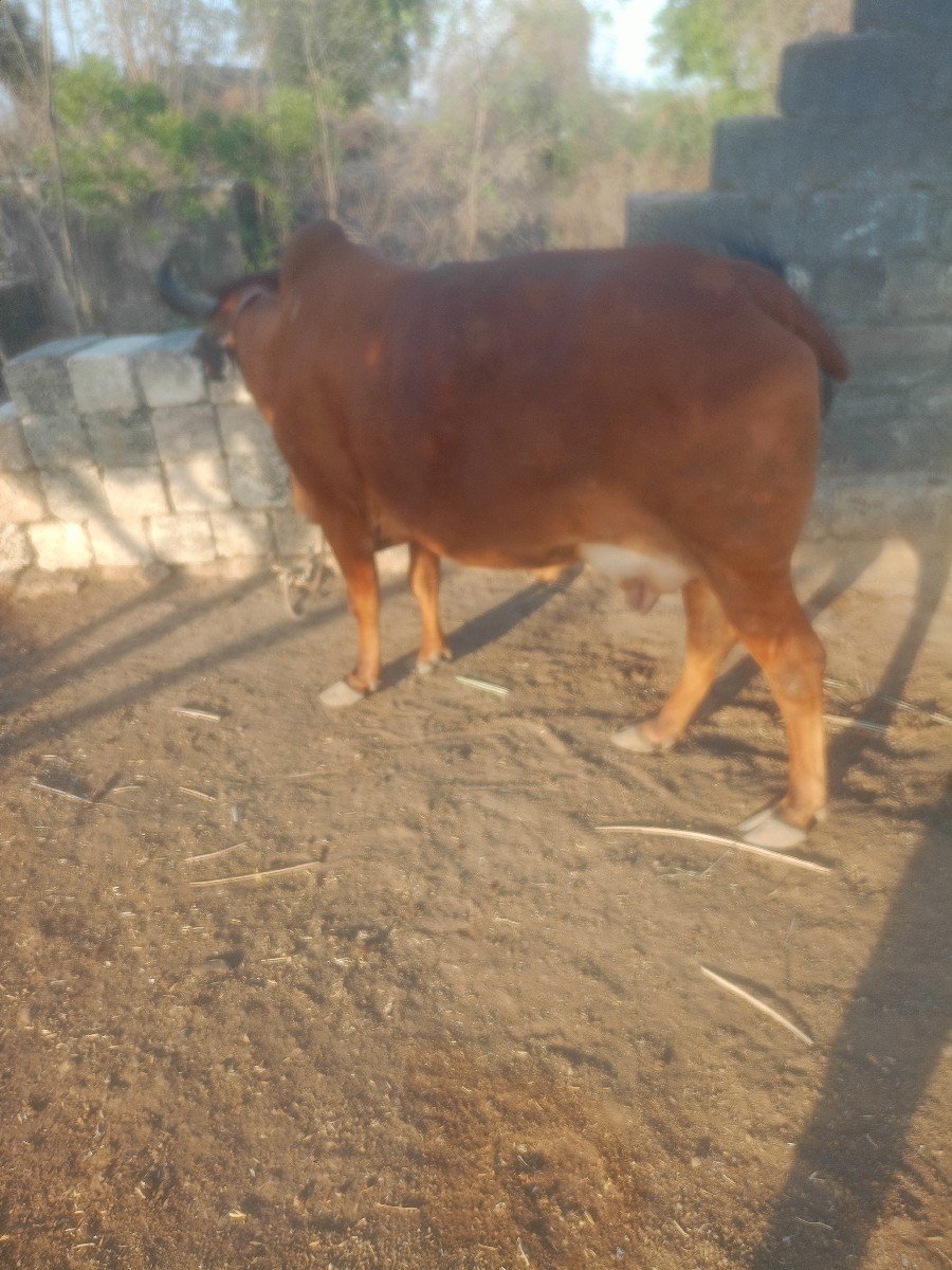ગાય