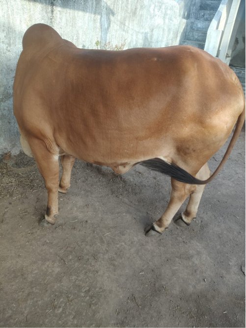 વેચવાની