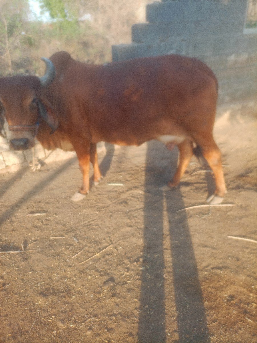 ગાય