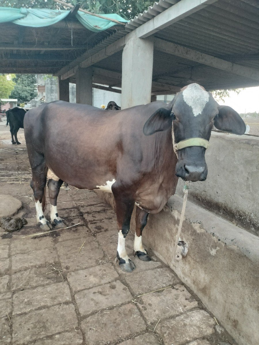 15 દીવસ ની કાચી