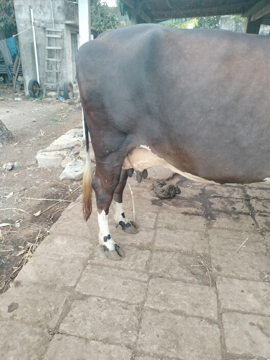 15 દીવસ ની કાચી