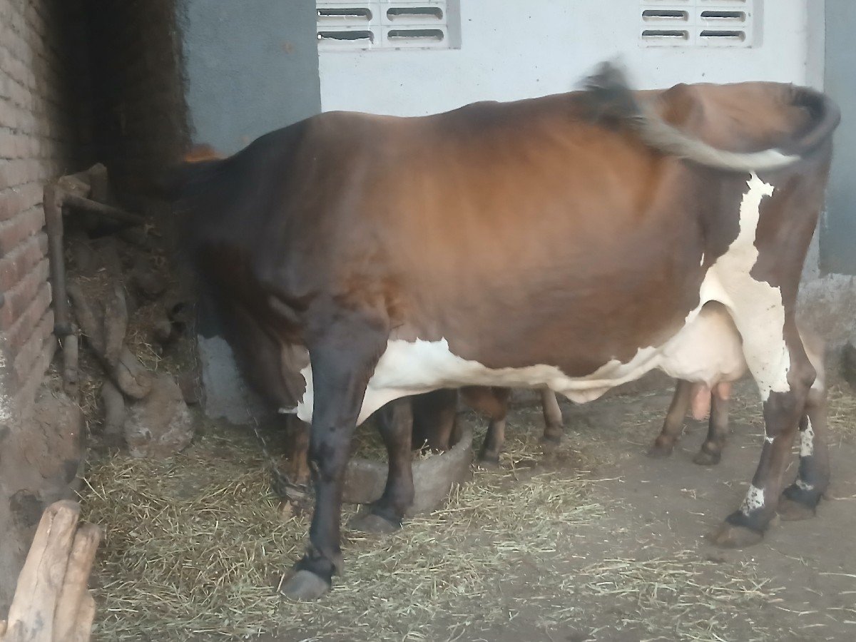 જર્સી ગાય વેચવાની છે