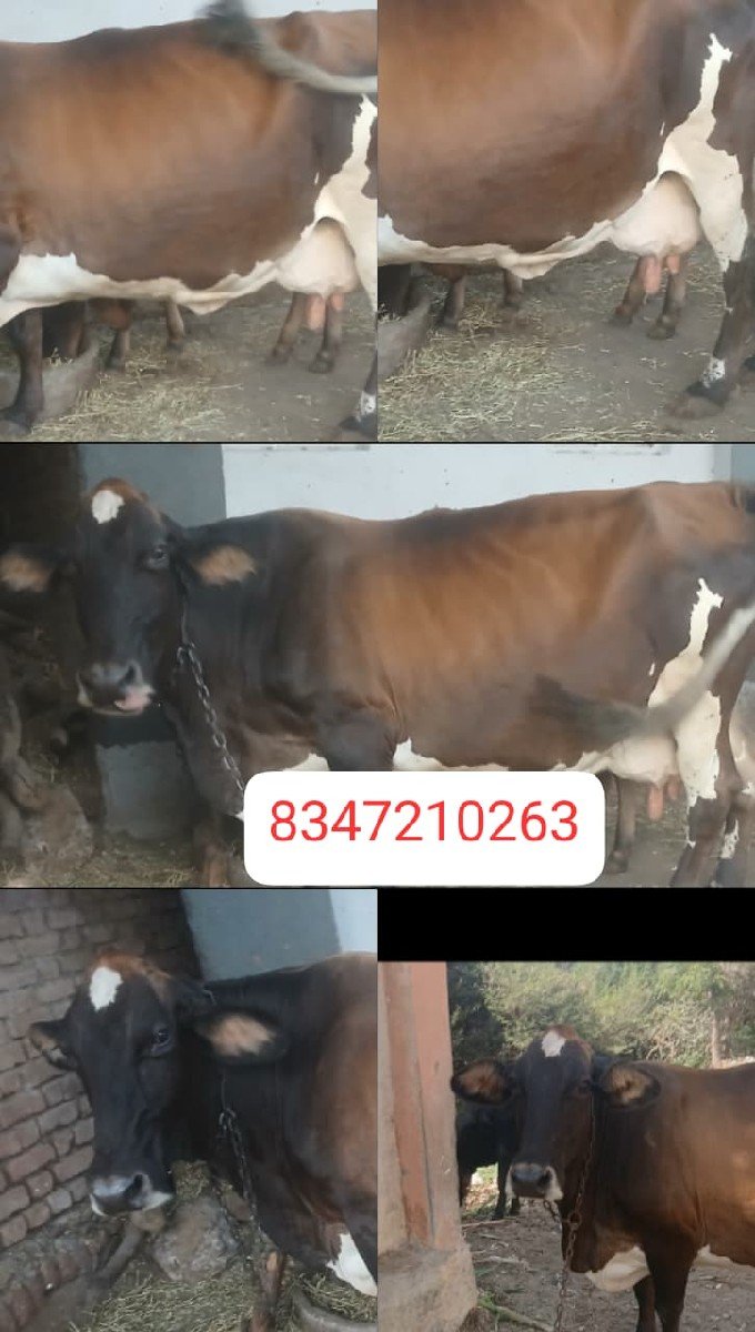 જર્સી ગાય વેચવાની છે