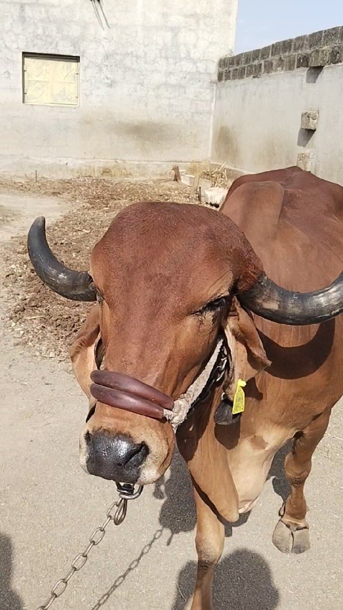 આ ગીર ગાય વેચવાની છે