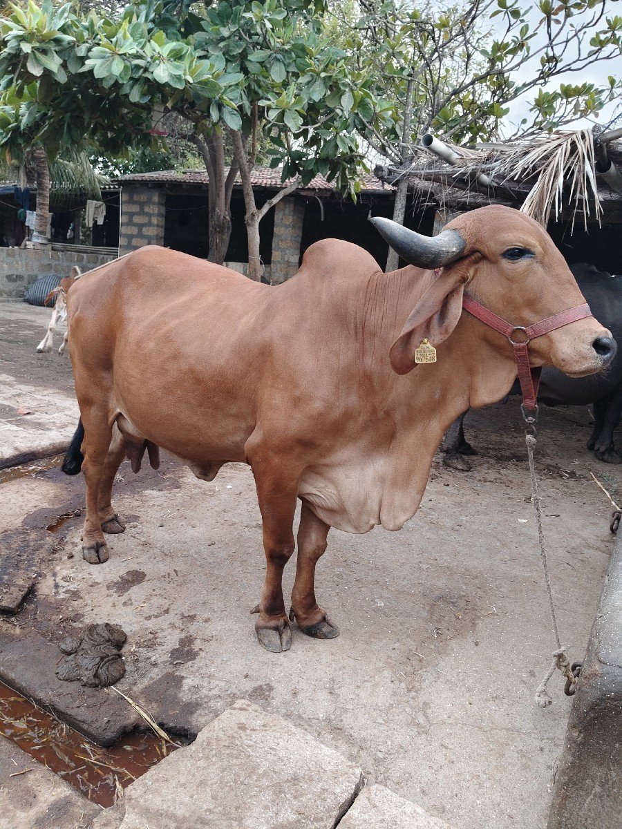 ગાય વેચવાની છે9913943127