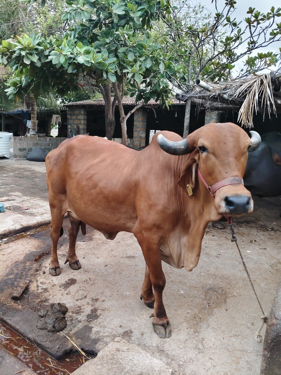 ગાય વેચવાની છે9913943127