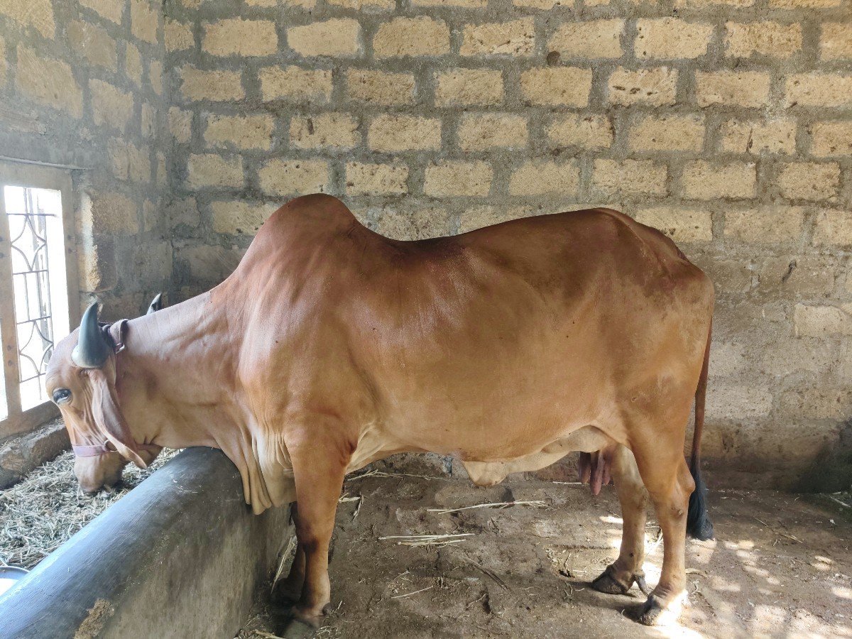 ગાય વેચવાની છે9913943127