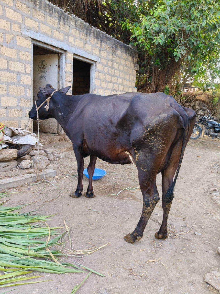 જર્સી