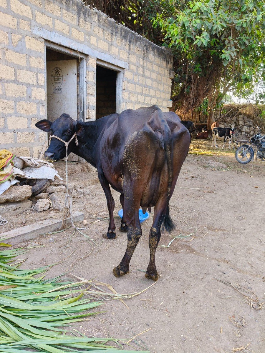 જર્સી