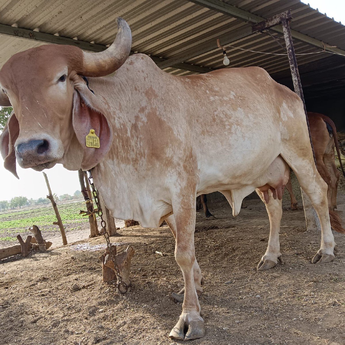 ગાય વેચવાની છે.