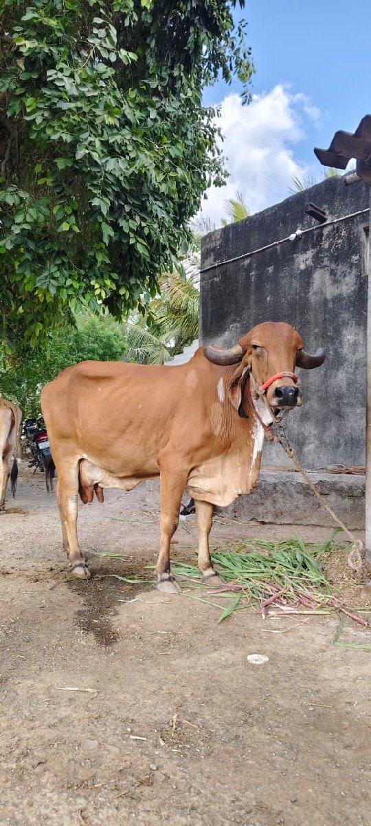 ઓરિજન ગીર ગાય છે