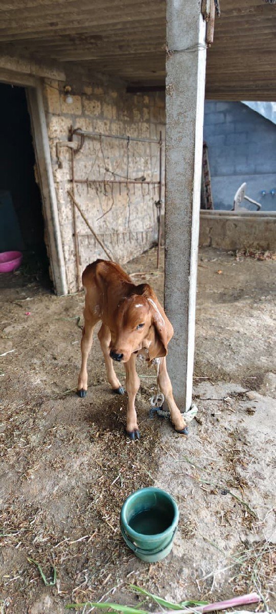 ઓરિજન ગીર ગાય છે