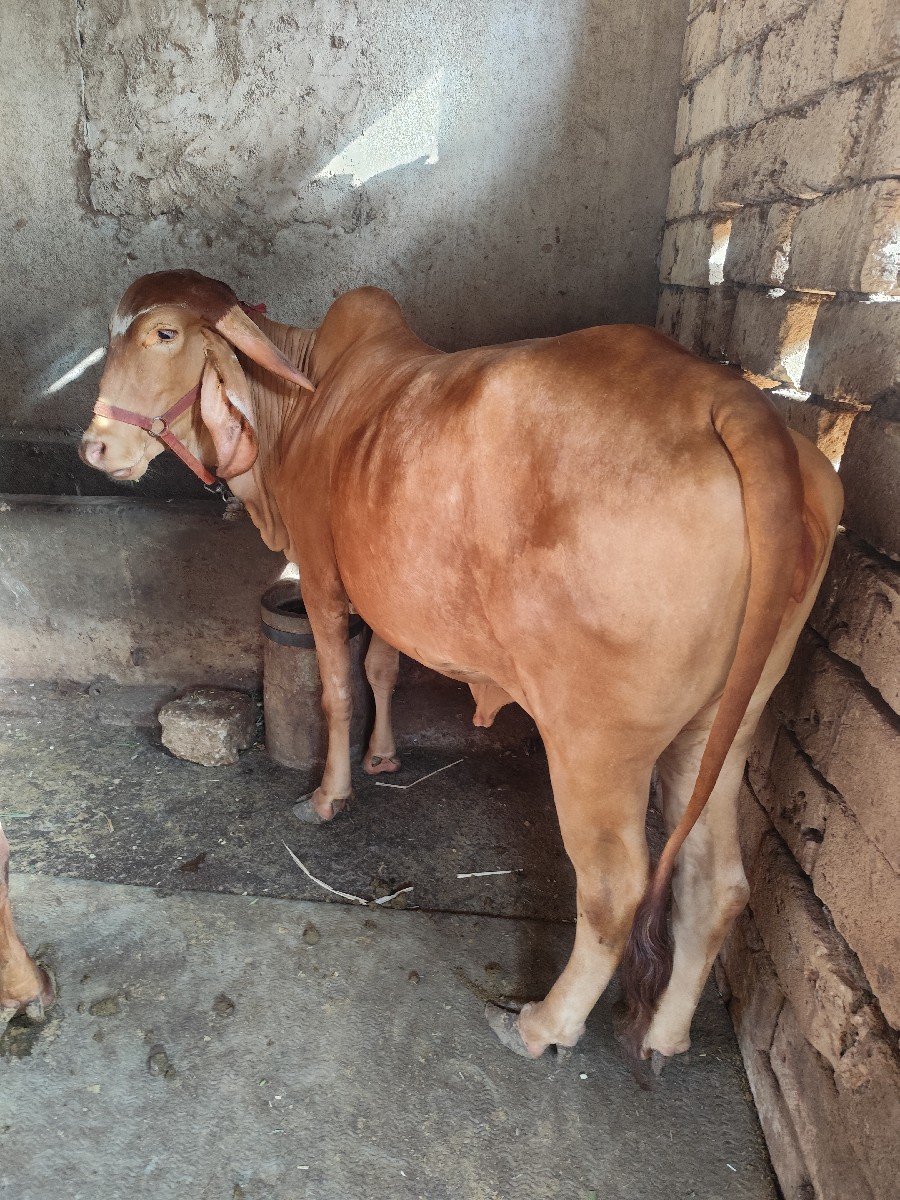 વેચવાની છે