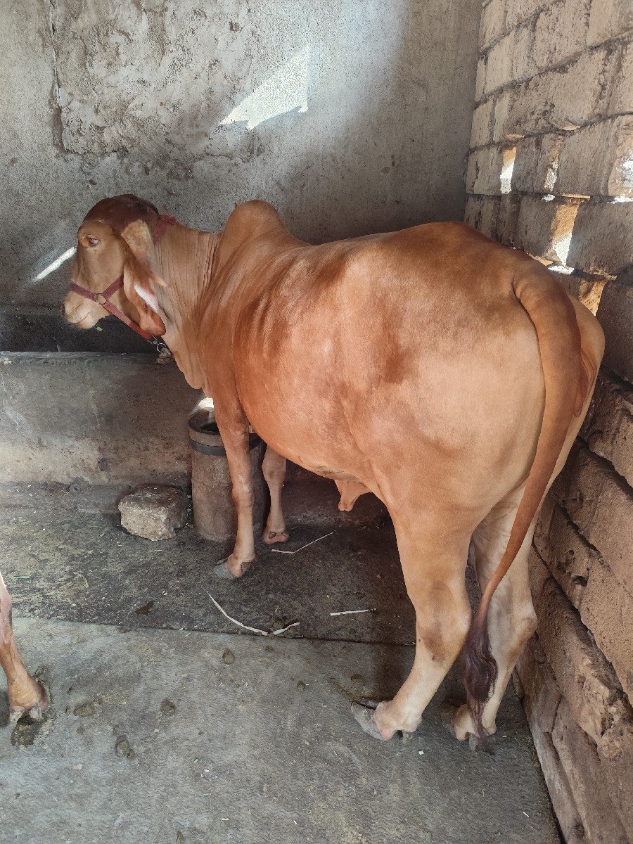 વેચવાની છે