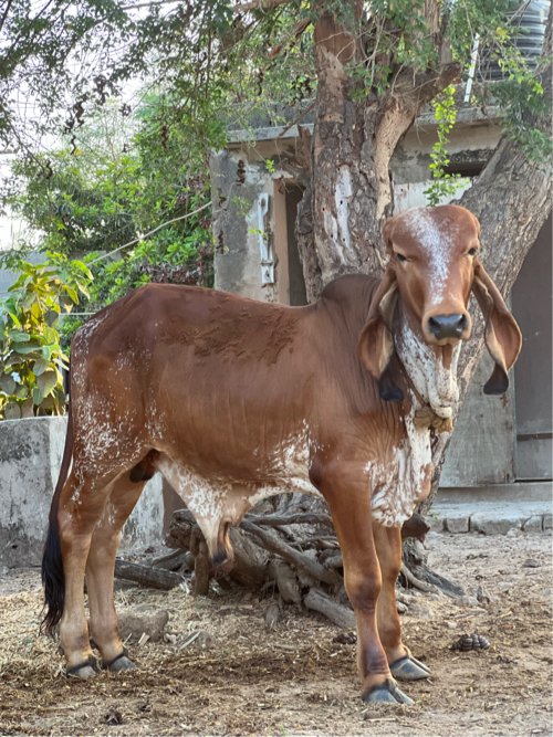 ઓરિજનલ ગીર વાછડો વેચવા નો છે