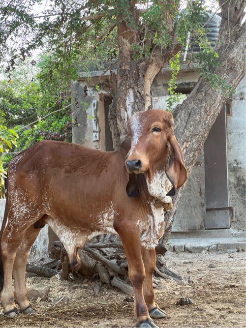 ઓરિજનલ ગીર વાછડો વેચવા નો છે