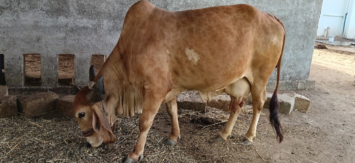 ગાય વેચવાની છે