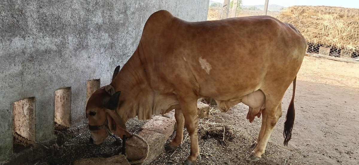 ગાય વેચવાની છે