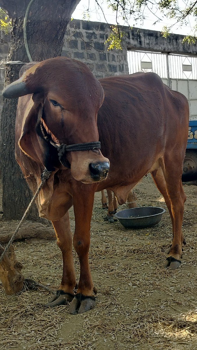 gir odki vechvani che