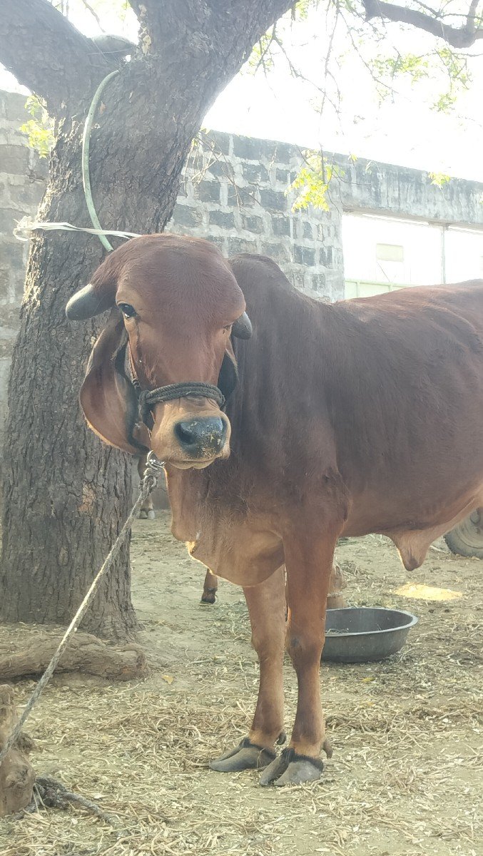 gir odki vechvani che