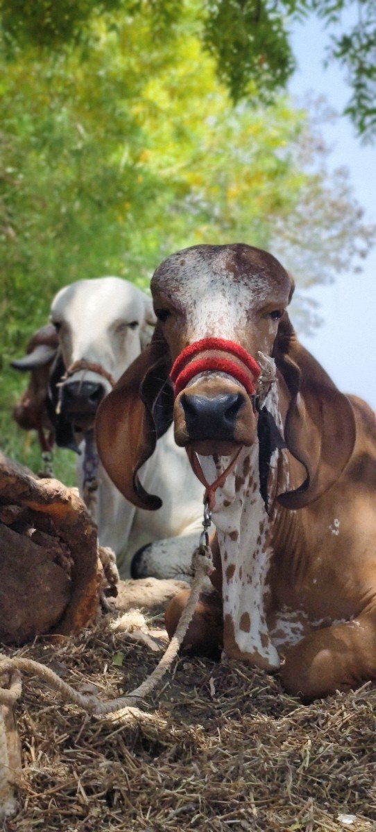 રાઘવ ખૂટ ની વાછડી વેચવાની છે