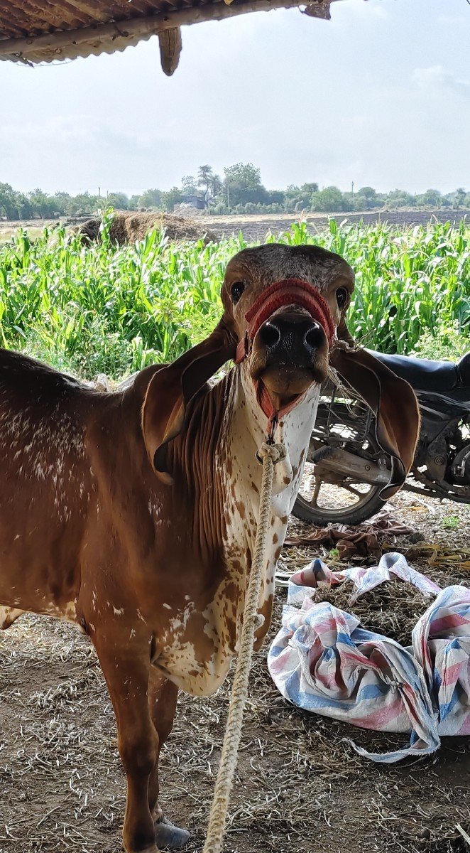 રાઘવ ખૂટ ની વાછડી વેચવાની છે