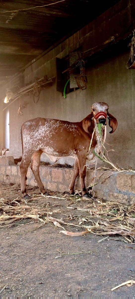 રાઘવ ખૂટ ની વાછડી વેચવાની છે
